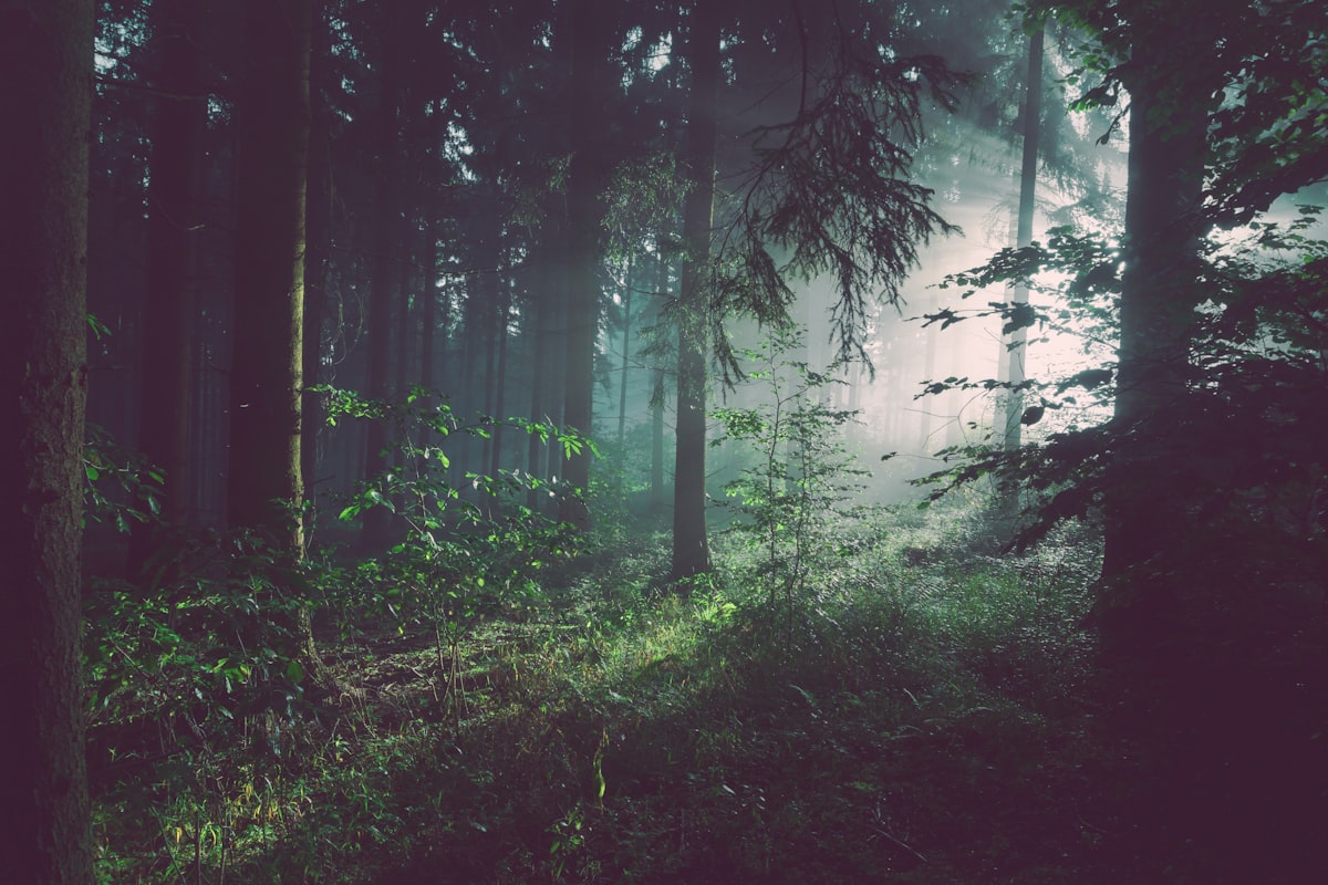 Sous-bois des bords du Touch